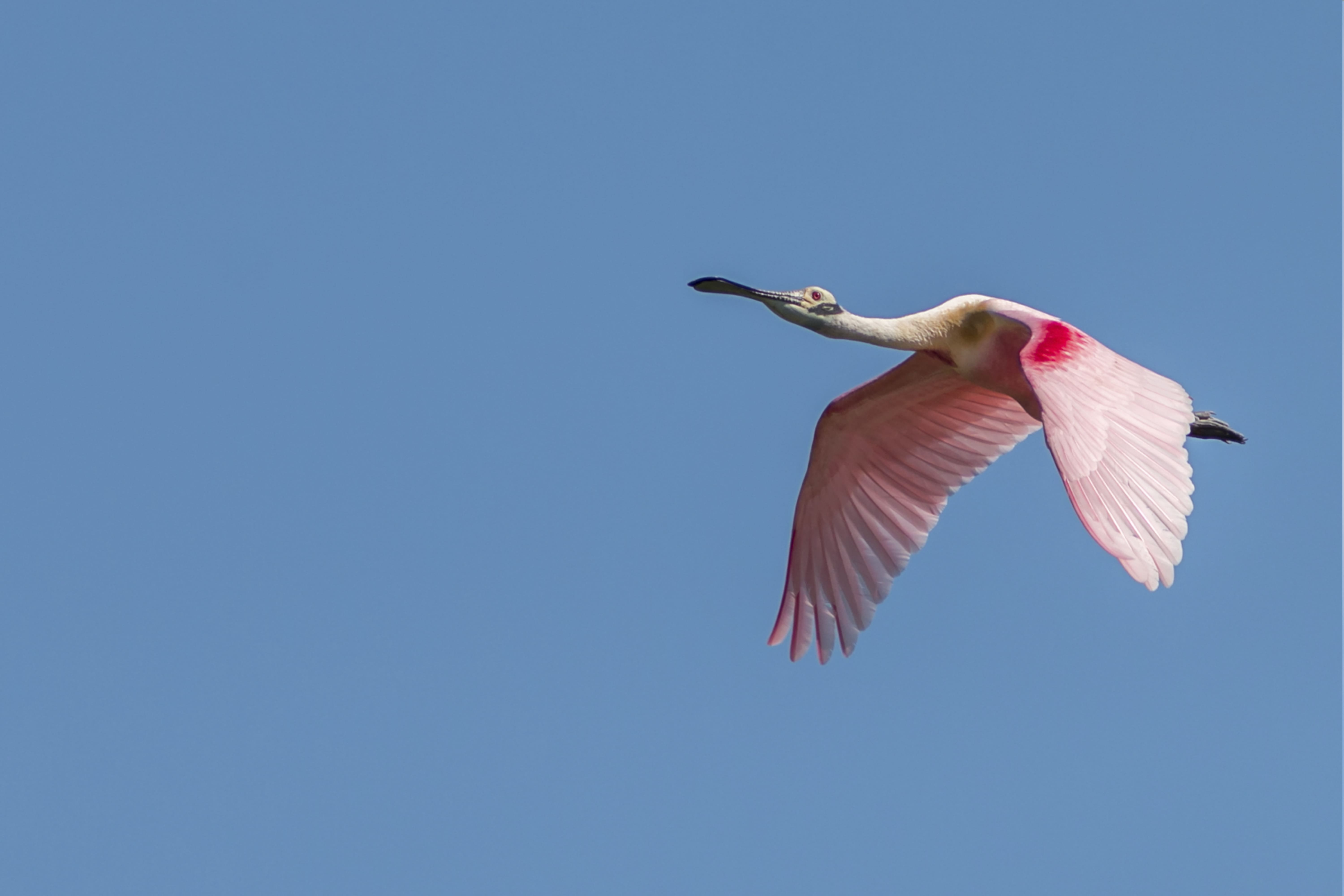 Photo from 8-Day Intensive Birding Exploration of Costa Rica safari tour